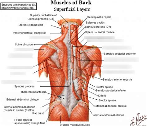 L Superficial Muscles Of The Back Dissection Diagram Quizlet Sexiz Pix