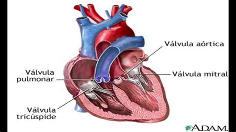 ¿qué Es El Corazón ¿comó Funciona ¿comó Está Compuesto Youtube