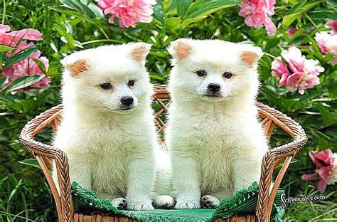 Dog Puppies Hd Animals Wallpaper Wallpapers Gallery