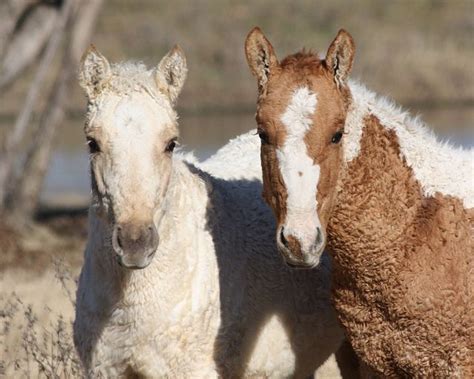 Bashkir Curly Horse Breed A Rare Breed With A Unique History And