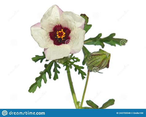 White Flowers Of Bladder Hibiscus Or Flower Of An Hour Plant Hibiscus