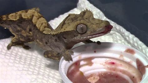 Crested Gecko Feeding Youtube