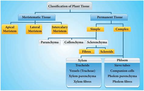 Plant Tissues Science Class 9