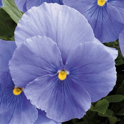 Viola X Wittrockiana Karma True Blue Pansy From Garden Center Marketing