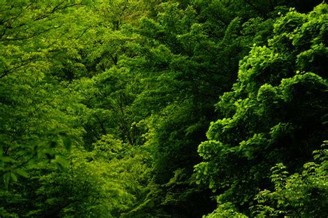 鮮やかな森の木々の緑の無料写真素材 フリー