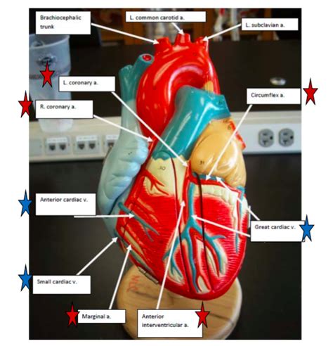 Heart Model Coronary Arteries And Coronary Veins Diagram Quizlet