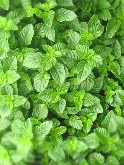 658 Mentha Plants Photos Free And Royalty Free Stock Photos From Dreamstime