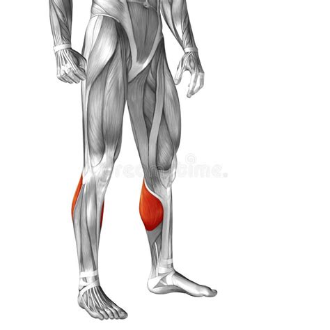 Conceptual 3d Human Front Lower Leg Muscle Anatomy Stock Illustration