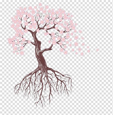 Cherry Blossom Tree Illustration Drawing Tree Root Sketch Pink Cherry