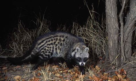 African Civet Animal Wildlife