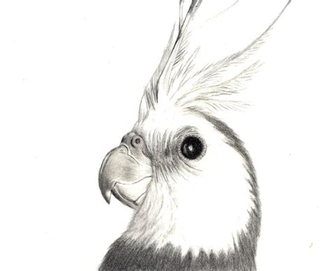 To get the most out of it, there are some important considerations. White faced cockatiel | Cockatiel, Bird sketch, Owls drawing
