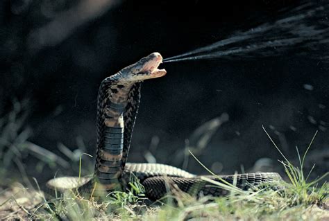 Most Amazing The Mozambique Spitting Cobra
