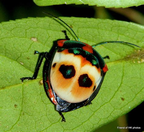 Photographic Wildlife Stories In Ukhong Kong Colourful Bugs
