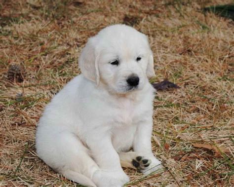 Maybe you would like to learn more about one of these? English Cream Golden Retriever Puppies Washington | PETSIDI