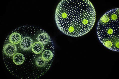 Evolution And Ecological Competition Of Multicellular Life Cycles