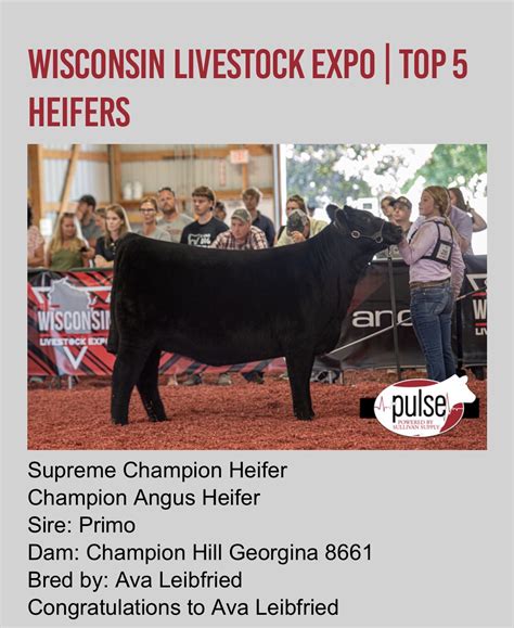 2020 Wisconsin Livestock Expo Heifer Show Competitive Edge Genetics