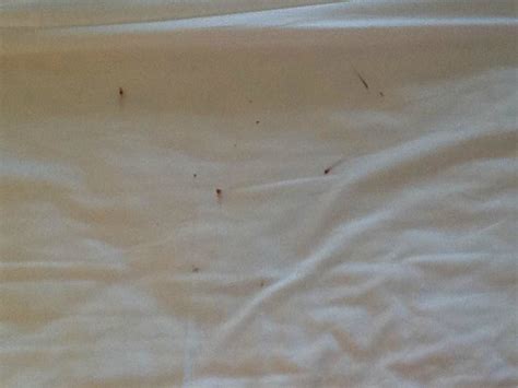 3737 west chapman avenue, orange, ca. Blood on the bed sheets from dead bed bugs, and our blood!