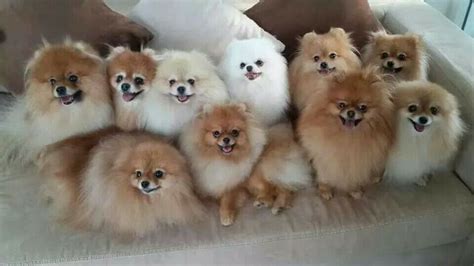 Pom Poms Cute Baby Animals Cute Dogs Baby Animals