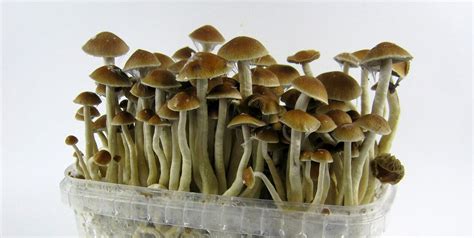How To Grow Magic Mushrooms At Home An Easy Guide