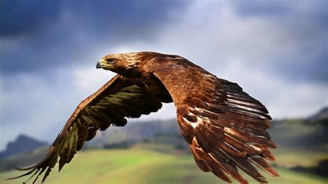 Bird Wallpaper Predator Eagle Hd Desktop Wallpapers 4k Hd
