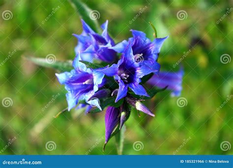 Gentiana Asclepiadea Blue Mountain Flower Blooming Wild Nature Stock
