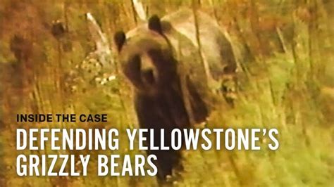 Judge Blocks First Yellowstone Area Grizzly Hunt In 40 Years Ecowatch