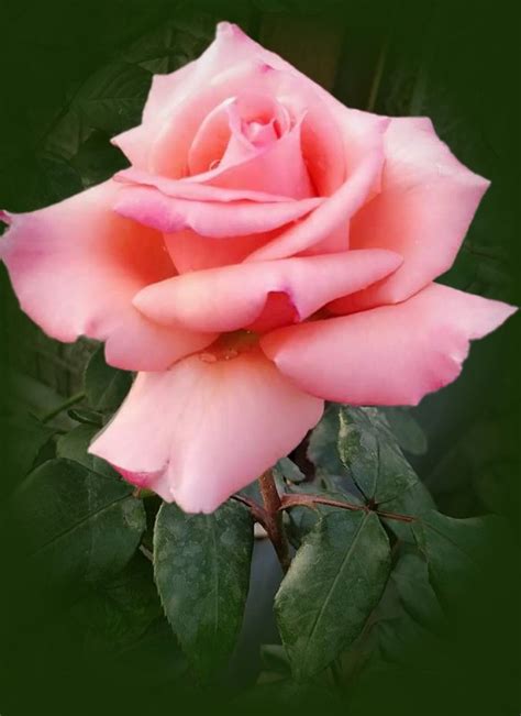 Pink Rose Beautiful Flowers Beautiful Roses Rose Flower