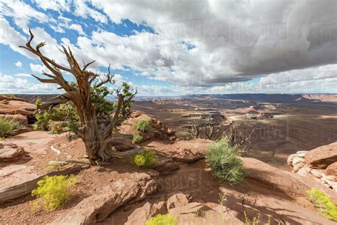 Desert Landscape Canyonlands National Park Moab Utah United States