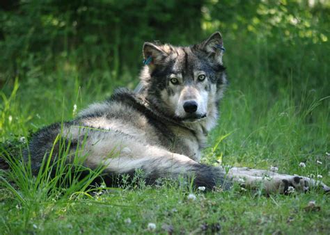 Wolf Weekly Wrap Up Defenders Of Wildlife