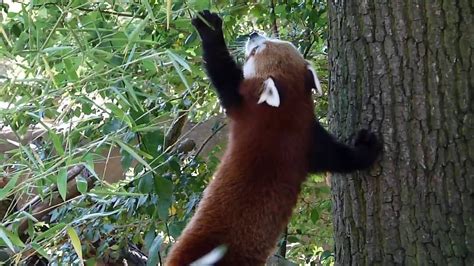 Zoo liberec chová poddruh pandy červené (ailurus fulgens fulgens), která se vyskytuje v nepálu, bhútánu, ásámu a sikkimu. Panda červená v Zoo a Botanické zahradě města Plzně - YouTube