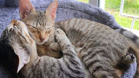 The Sweetest Kittens Ever Cuddlinggrooming Each Other Relaxing Video
