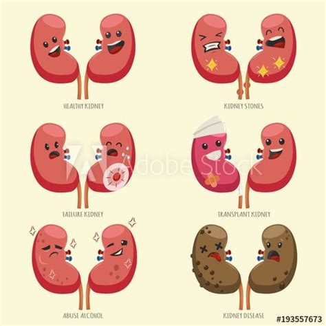 Cute Kidney Vector Cartoon Character Set Medical Illustration With