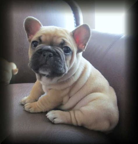 12 Reasons Why You Should Never Own French Bulldogs