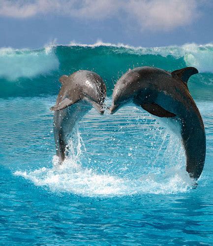 ~♥ Dolphins ♥ ~ Dolphins Wallpaper 10345822 Fanpop