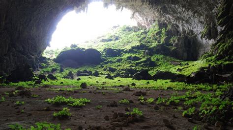 A Cave In China Is Filled With Exotic Plants That Shouldnt Be There