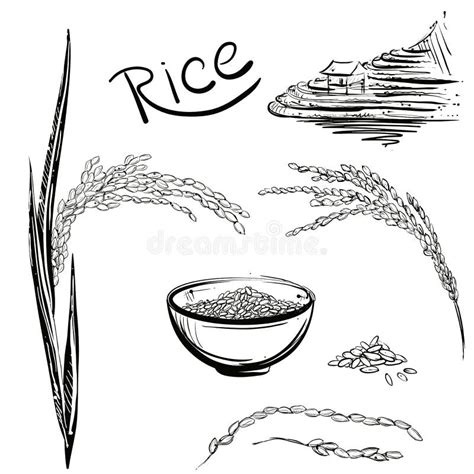 Hand Drawn Monochrome Vector Illustration Of Rice Plant Grain Cup