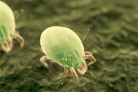 Dust Mite Infestation Contact Coastal Pest And Hygiene Solutions