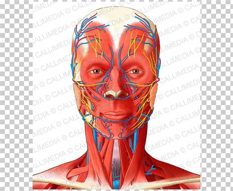 Facial Anatomy Muscles Anatomy Drawing Diagram