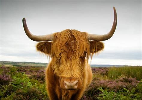 Horny This Is A Long Horn Highland Cow Up On Top Of Cur Flickr