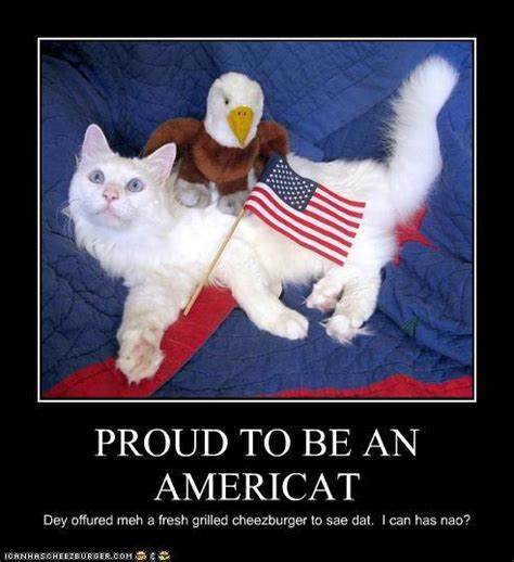 15 Funny And Patriotic 4th Of July Cat Memes Floppycats