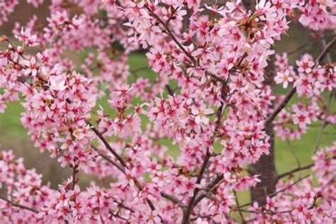 The okame cherry tree was originally bred in england. Ornamental Trees - Derwen Garden Centre | Guilsfield