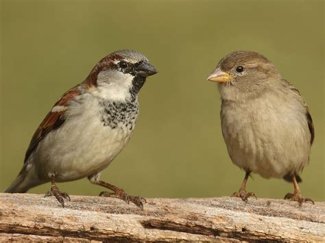 Female House Sparrows Identification Guide Male Vs Birdfact