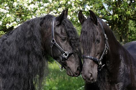 Papier peint de cuisine dosseret. Fonds d ecran Cheval Noir Deux Animaux télécharger photo ...