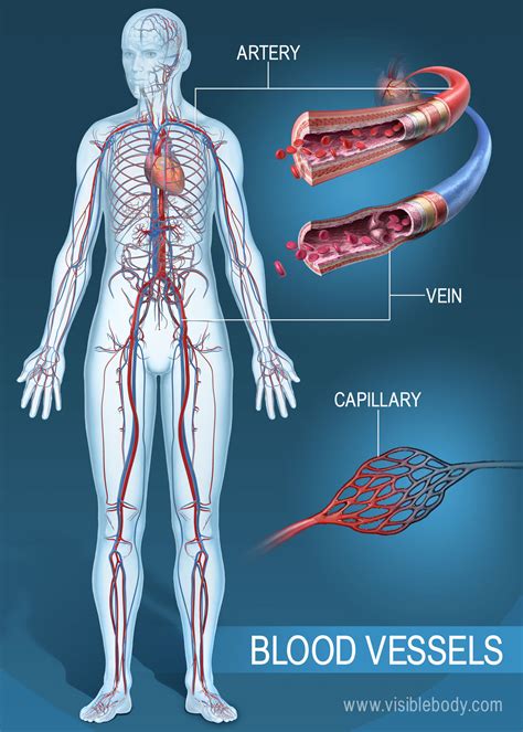There are a huge number of blood vessels in your body. Circulatory Blood Vessels