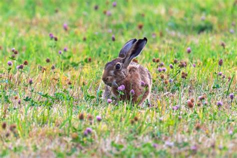 Wallpaper Rabbit Hare Grass Summer Rodent Plants Resolution