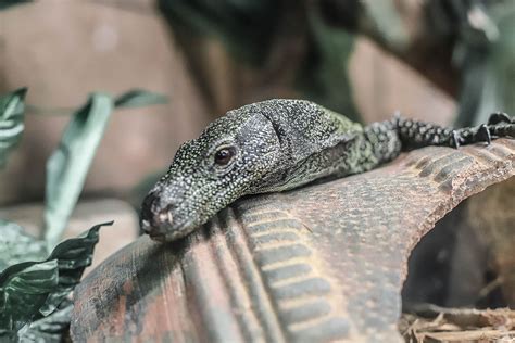 Reptilia Zoo Things To Do With Kids In Toronto Toni Fifi