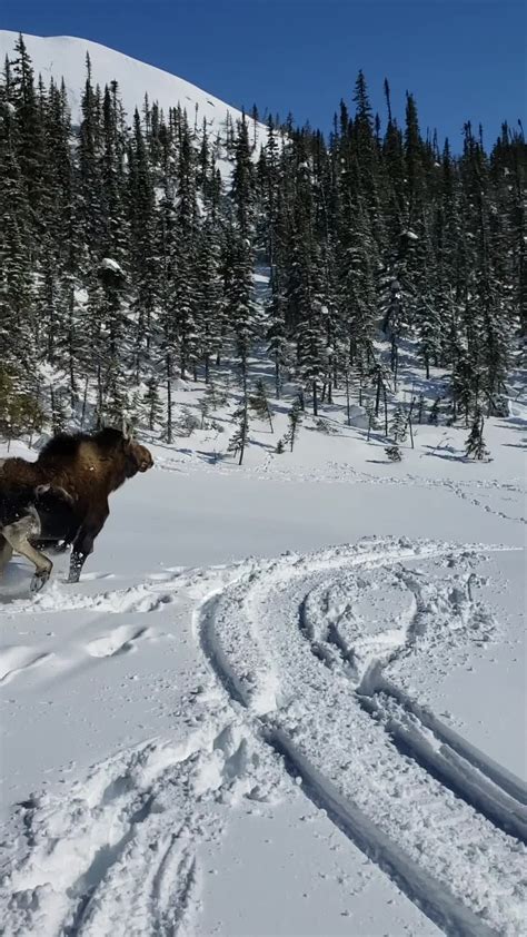 Rescuing A Moose Stuck In Deep Snow