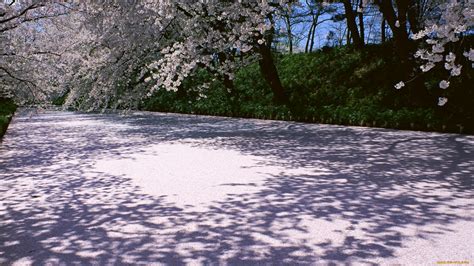 Скачать обои природа дороги деревья цветение сакура весна парк
