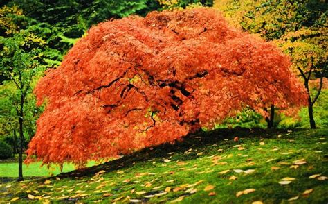 Top 10 Most Beautiful Trees In The World Beautyofworld