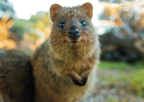All Hail Our New Adorable Overlords The Quokka